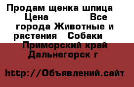 Продам щенка шпица.  › Цена ­ 15 000 - Все города Животные и растения » Собаки   . Приморский край,Дальнегорск г.